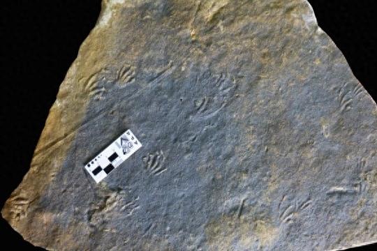 Scientists from Spain, China discover Jurassic lizard tracks in Europe