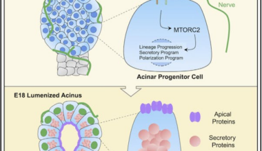 Ali May on macrophages, branching organs and developmental crosstalk