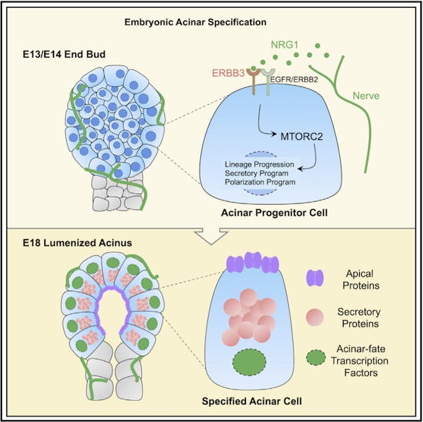 Ali May on macrophages, branching organs and developmental crosstalk