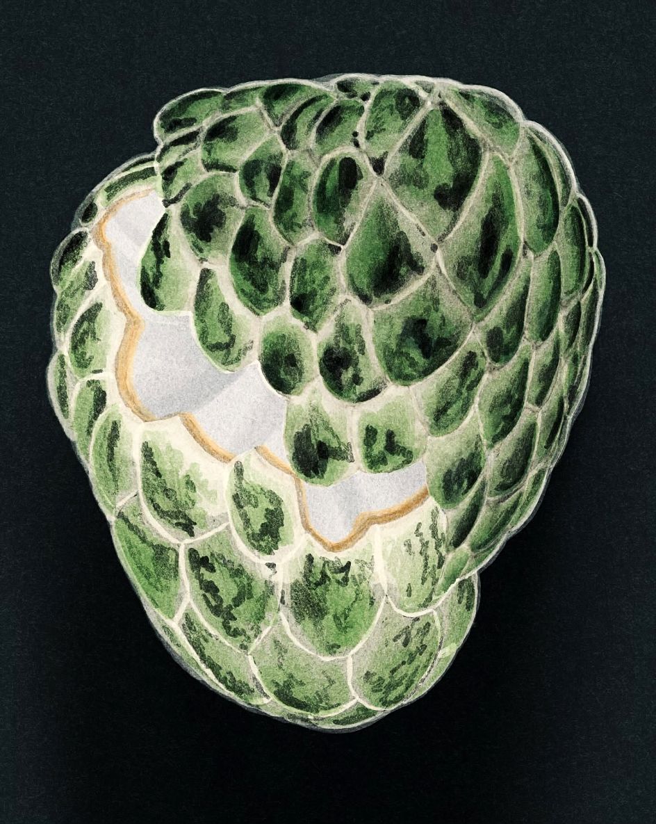 Custard Apple © Terawat Teankaprasith
