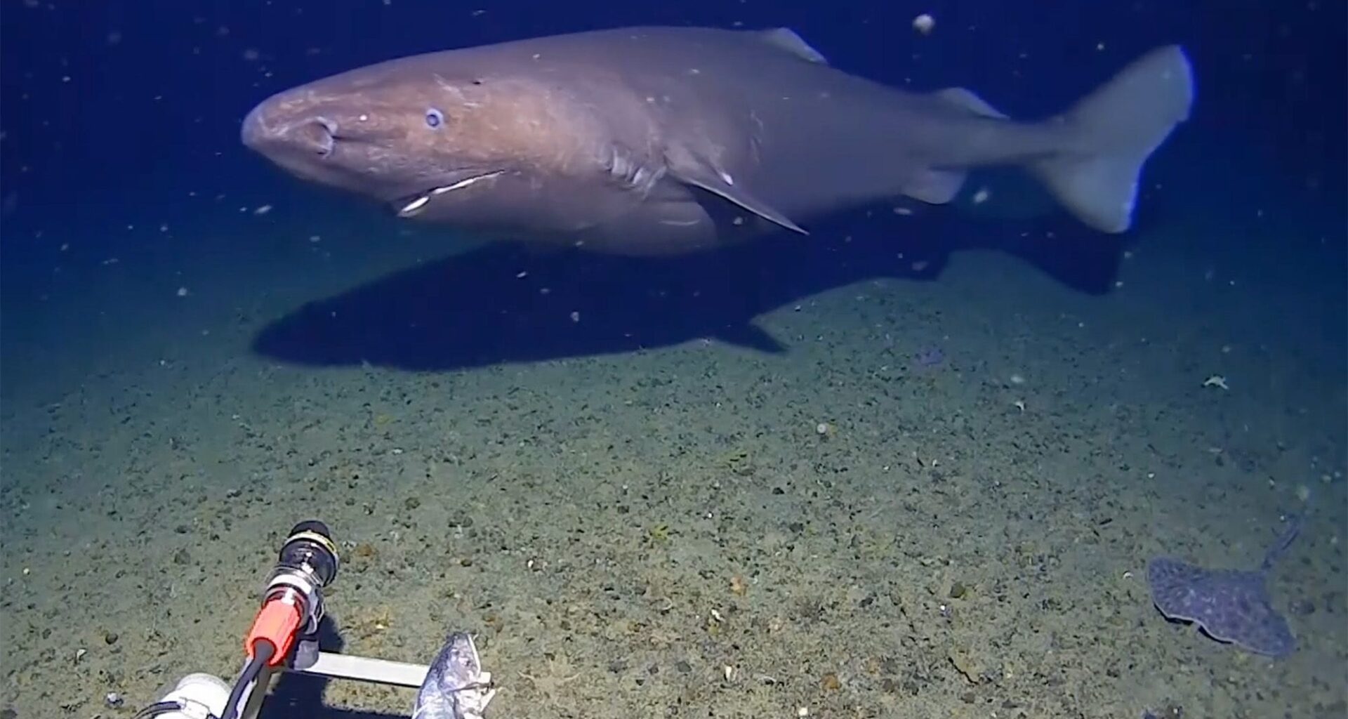 Underwater camera films shark in Antarctic Ocean, thought to be a world first