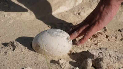 70-million-year-old dinosaur egg found in South America might hold a baby and reveal how dinosaurs raised their young