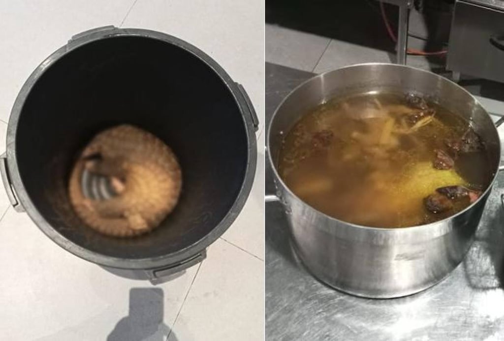 A resort in Malaysia’s Sabah faces legal action for serving pangolin soup and meat. Photo: The Star