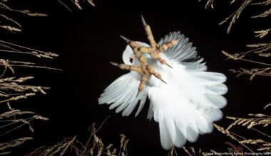 Imperiled beauty: The best nature photos of 2026 - DW.com