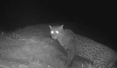 Subscribe Placeholder