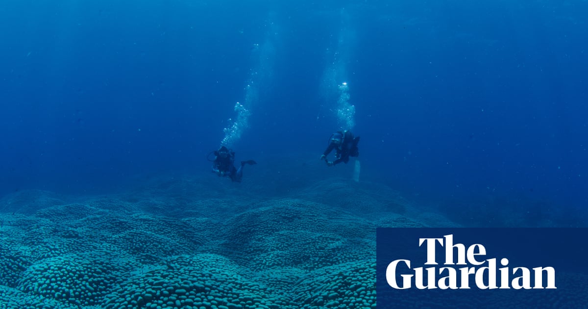 Citizen scientists discover a Great Barrier Reef coral giant ‘like a rolling meadow’ | Great Barrier Reef