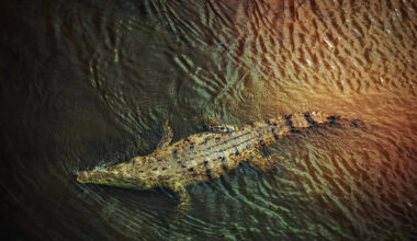 Teen Girl Drowns After Crocodile Drags Her Into River and The Croc As Big As an 18-Wheeler