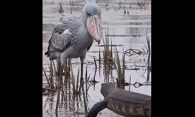 Shoebill stares down monitor lizard.