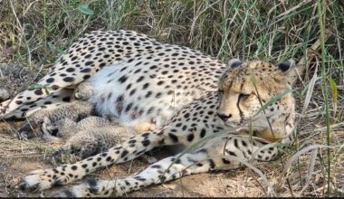 South African Cheetah 'Gamini' Gives Birth To 3 Cubs At Kuno National Park