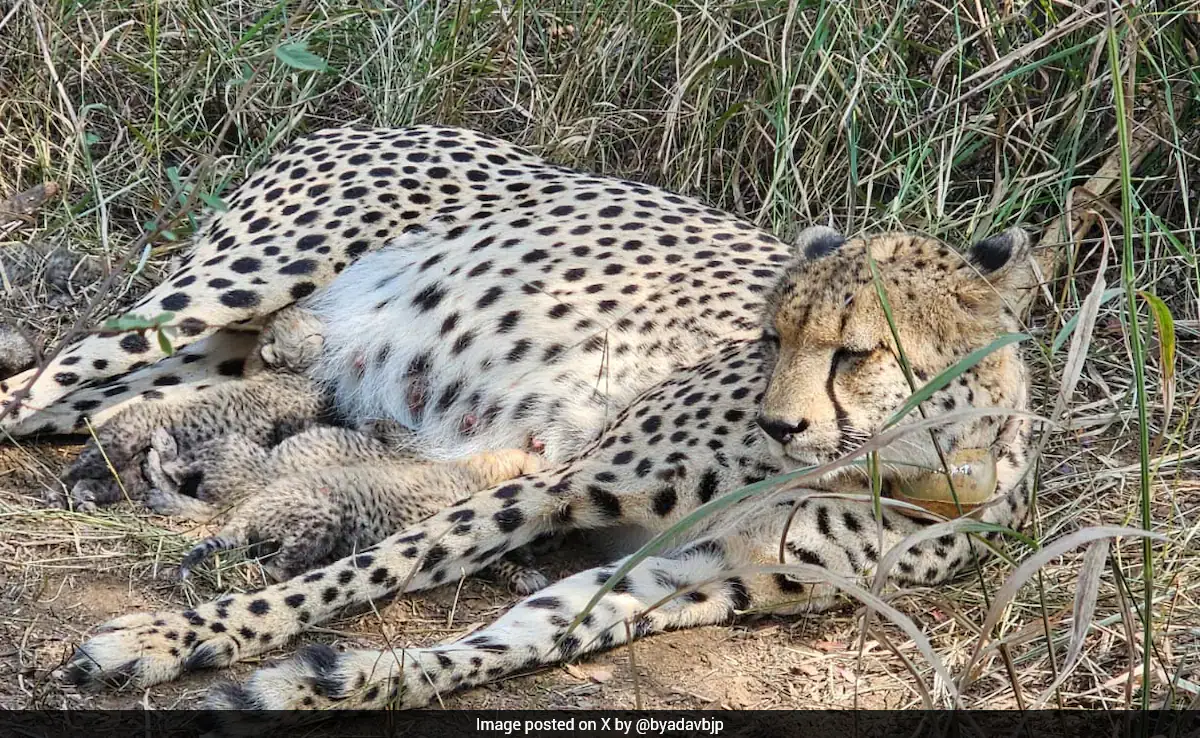South African Cheetah 'Gamini' Gives Birth To 3 Cubs At Kuno National Park