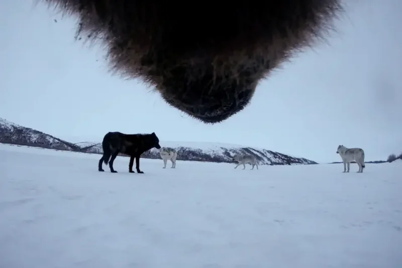 A low-angle view of four wolves standing on snow, with the dark muzzle of another animal prominent at the top of the image. Snowy hills and an overcast sky are visible in the background.