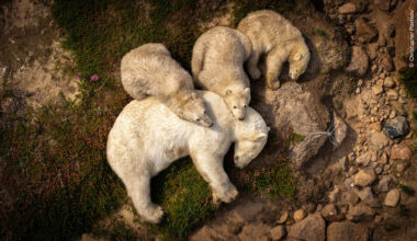 Public to choose favourite nature image from ‘truly exceptional’ list