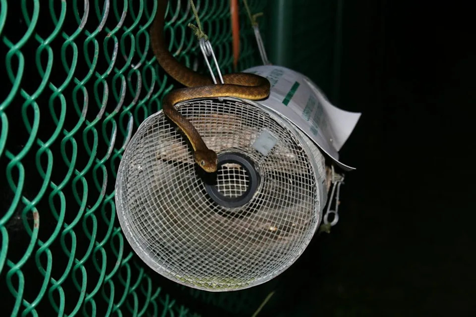 brownish snake with yellow belly on top of write cylinder that's attached to a fence