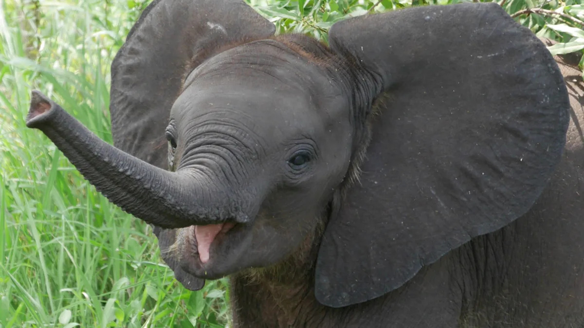 Baby Elephant Waiting for Someone to Pet Him Is So Cute, It’s Heavenly