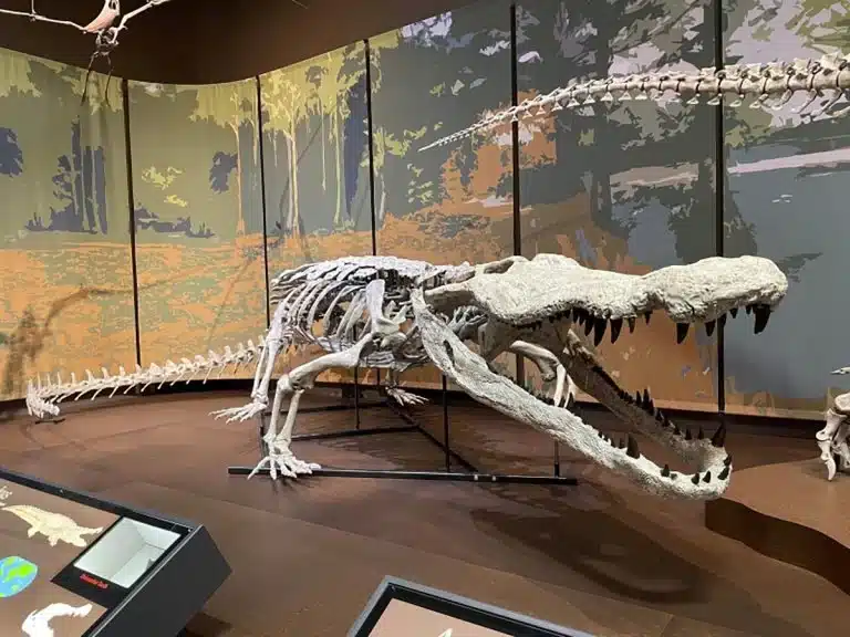 A Fossil Replica Of Deinosuchus Schwimmeri Featured At The Tellus Science Museum.