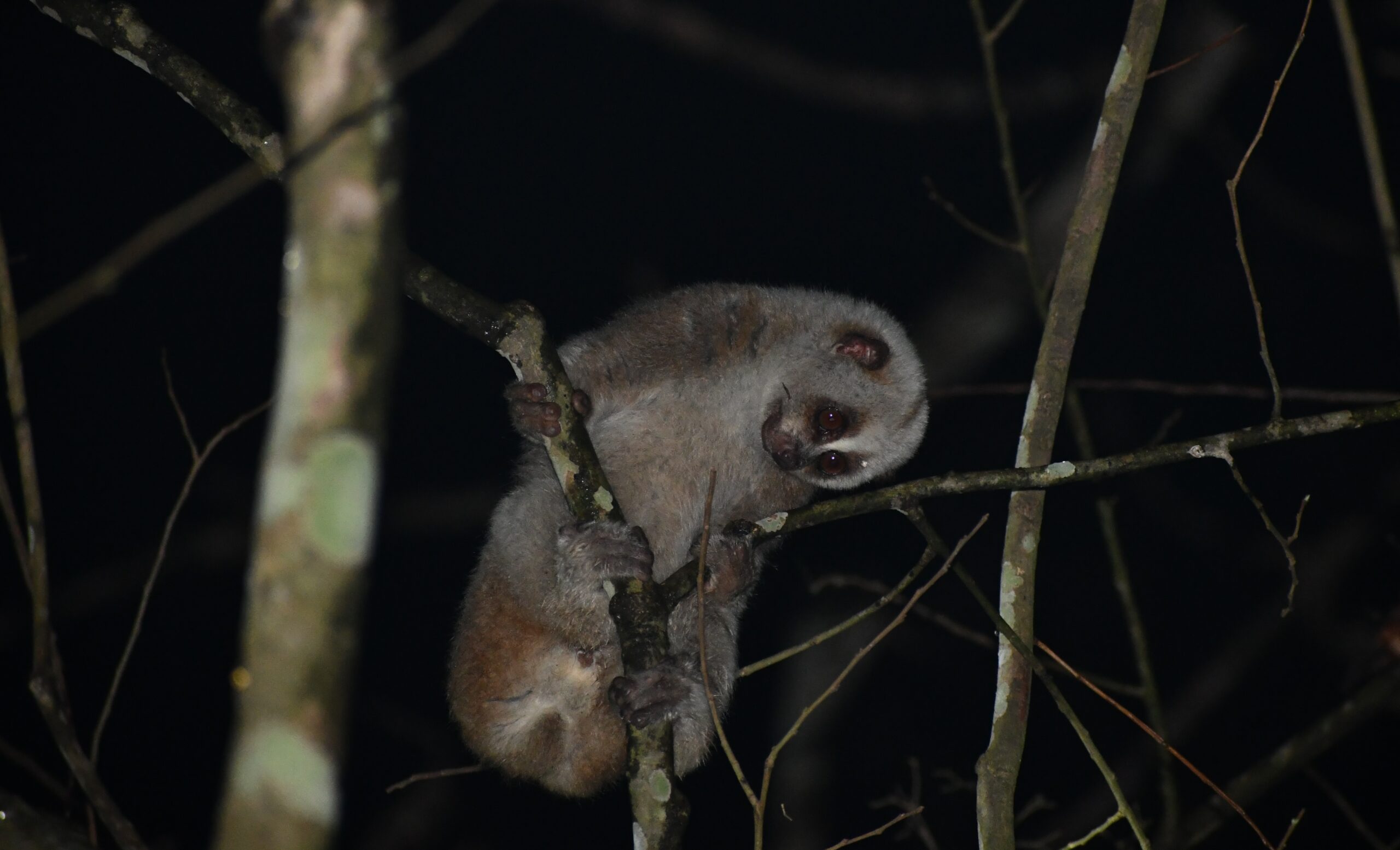 Bengal slow loris. 