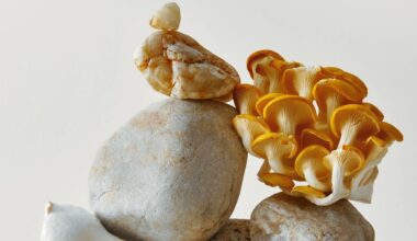 10 Reasons To Eat Mushrooms Every Day