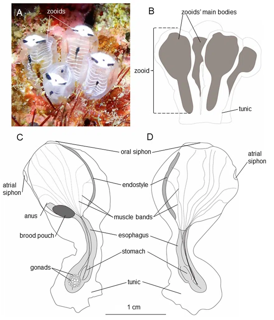 Anatomical Overview Of Panda Patterned Zooids, From External Form To Internal Structure.