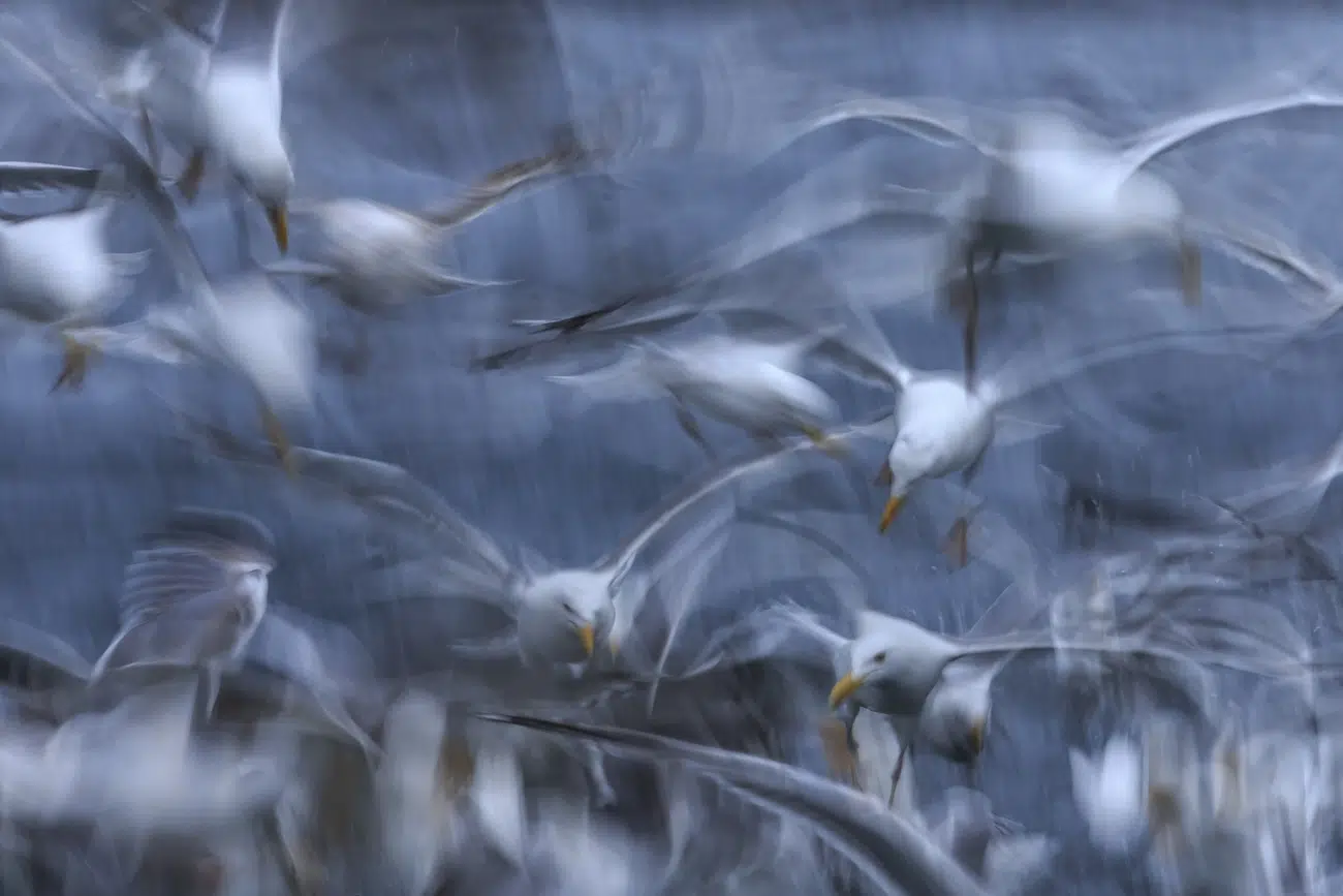 Society of Photographers Competition 2025