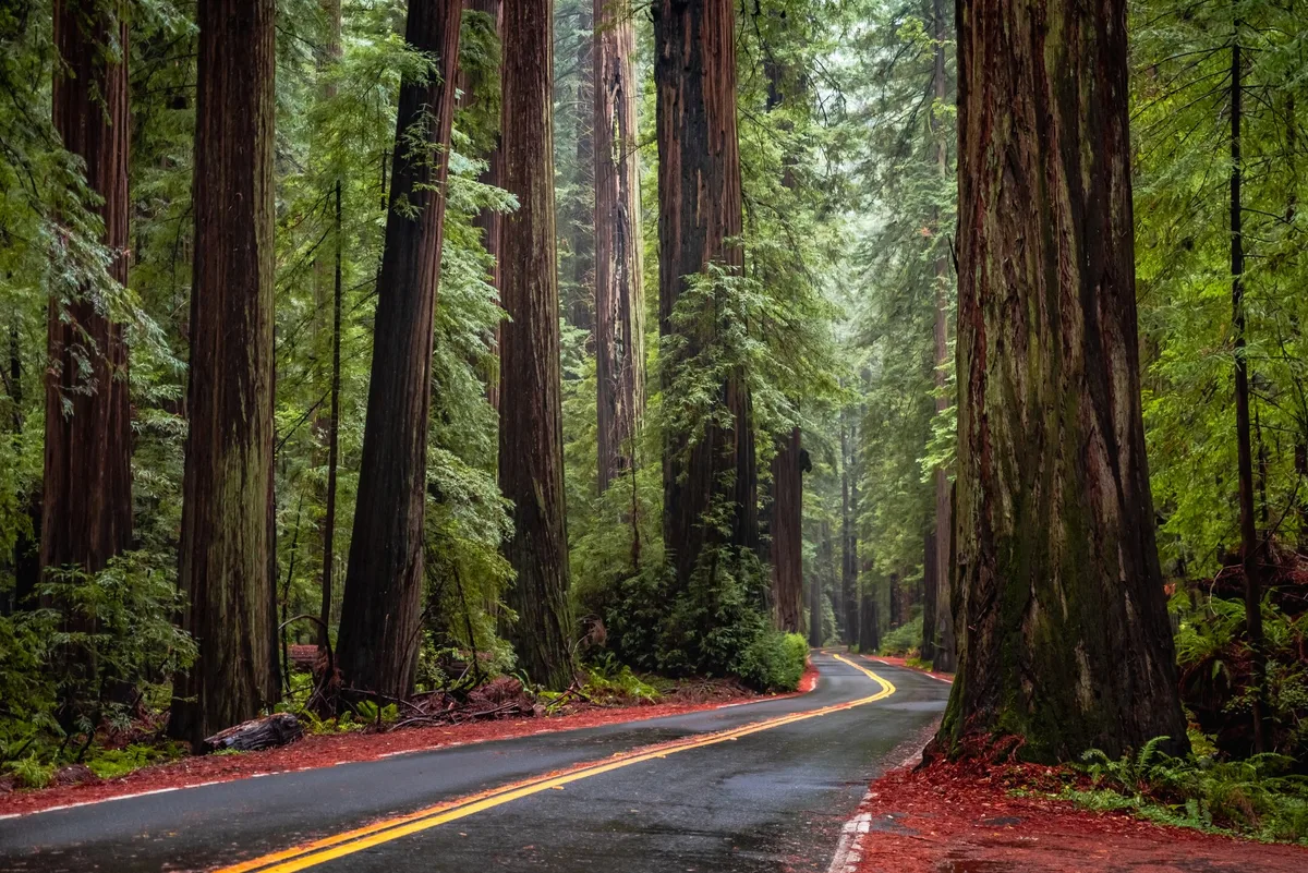 Avenue of the Giants in Humboldt County