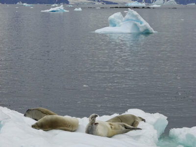 Scientists use AI to track icebergs from birth to break up for the first time   - British Antarctic Survey