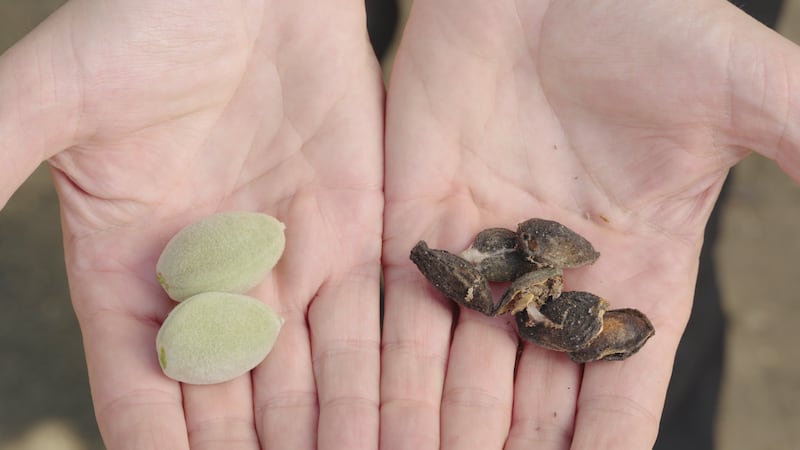 Healthy almonds being compared to those attacked by the navel orangeworm moth. 