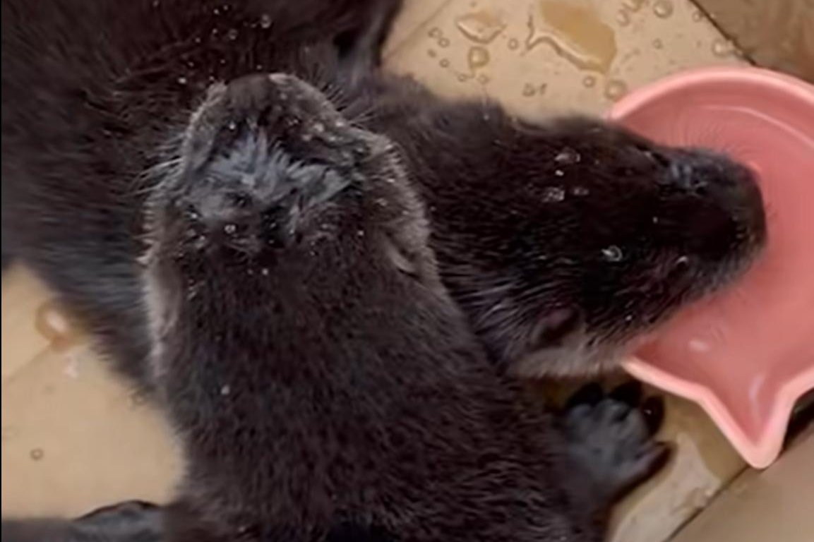 Baby otters rescued from under the hood of car in Scotland