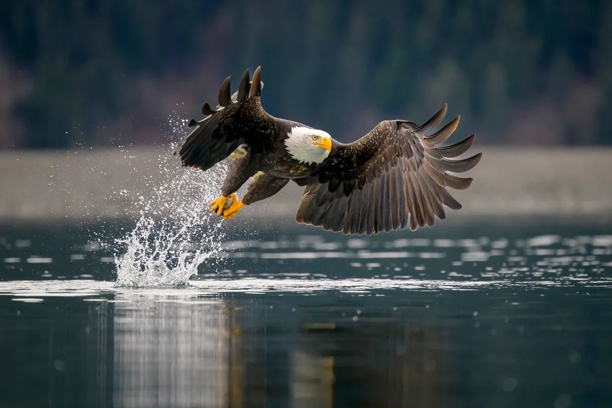 Bald eagle hunting herring