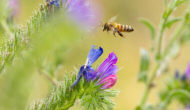 Clare Bee Keepers Say Honey Trade "Under Threat" From Invasive Species