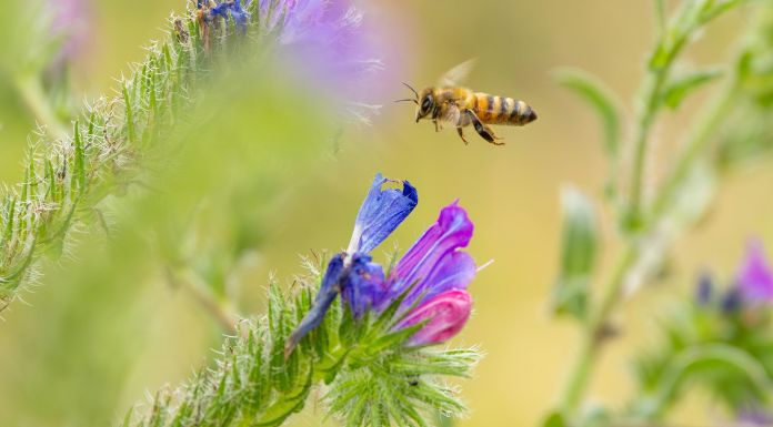 Clare Bee Keepers Say Honey Trade "Under Threat" From Invasive Species