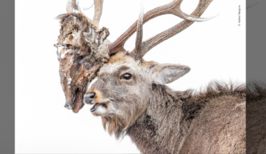 A male sika deer carries the severed head of a rival male on his antlers.