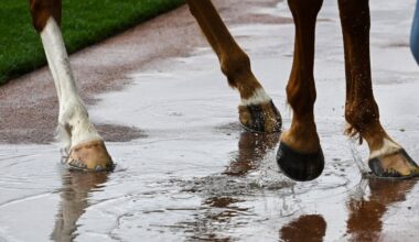Man who kept horses in ‘harrowing conditions’ jailed for two years – The Irish Times