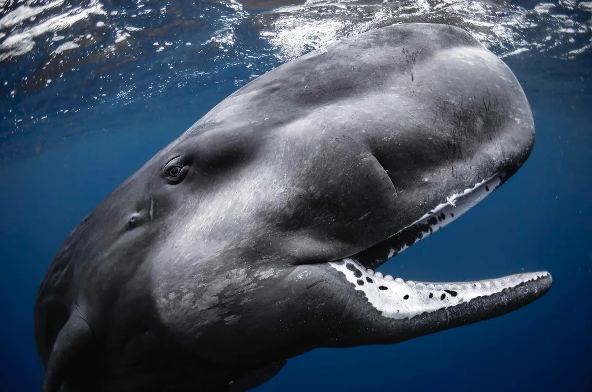 Cecile Gabillon Barats sperm whale