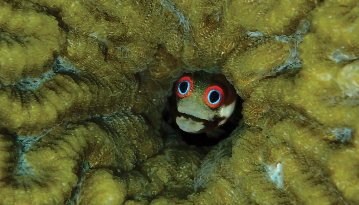 Coral reef food chains cut short by human activity