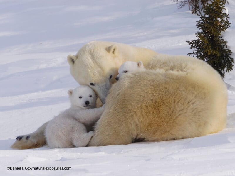 A polar bear mother lies in the snow while two cubs snuggle close to her, one looking toward the camera, surrounded by a snowy landscape with a small evergreen tree nearby.