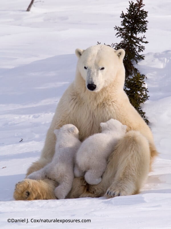 A polar bear sits on snowy ground, leaning against a small tree, while two cubs nurse from her. Snow covers the surroundings, and the bears' white fur blends with the wintery landscape.