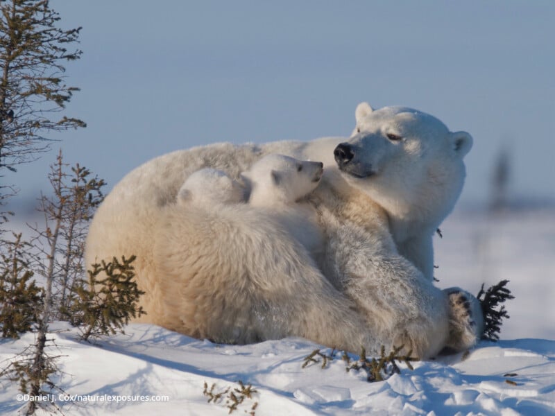 A polar bear mother lies in the snow, cuddling her cub, both looking at each other affectionately. Small snow-covered bushes are nearby under a clear blue sky.