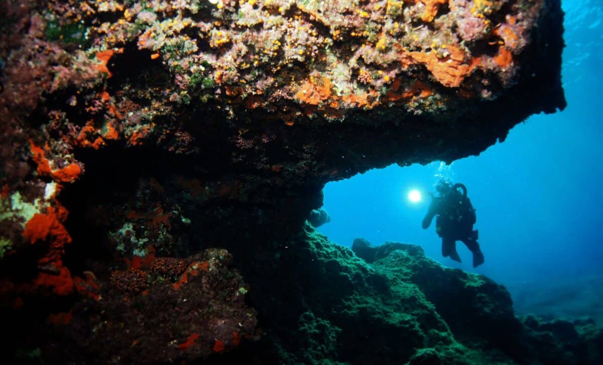 Divers Posted Photos Of A Cute “panda” Underwater, It Turned Out To Be A Brand New Species