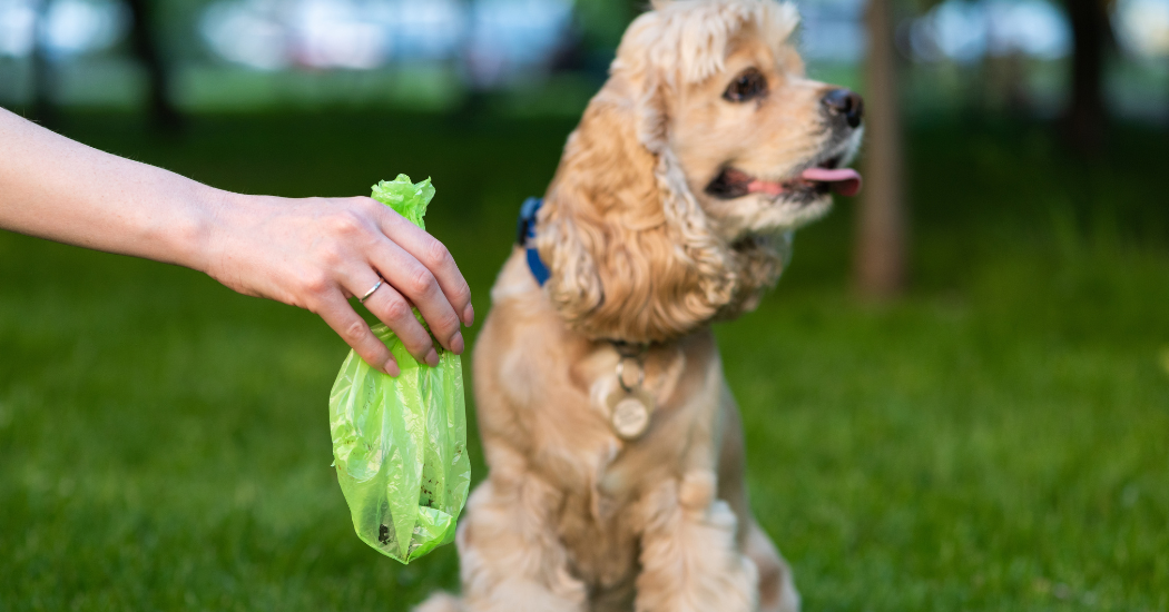 Zero dog fouling fines in Donegal in four years