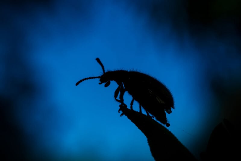 A dark silhouette of a beetle stands on the tip of a plant against a blue, blurred background, creating a dramatic contrast and emphasizing the insect's shape and antennae.