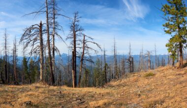 Forests capture more methane from the air as the planet warms