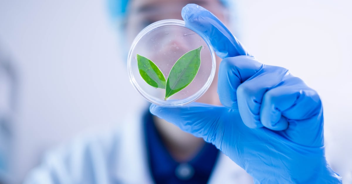 new discovery could reshape crop breeding and resilience