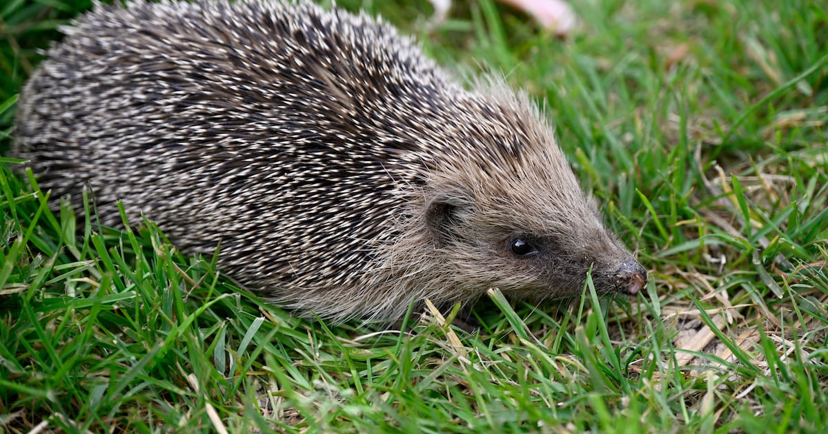 Researchers outline ‘simple steps’ in effort to save species – The Irish Times