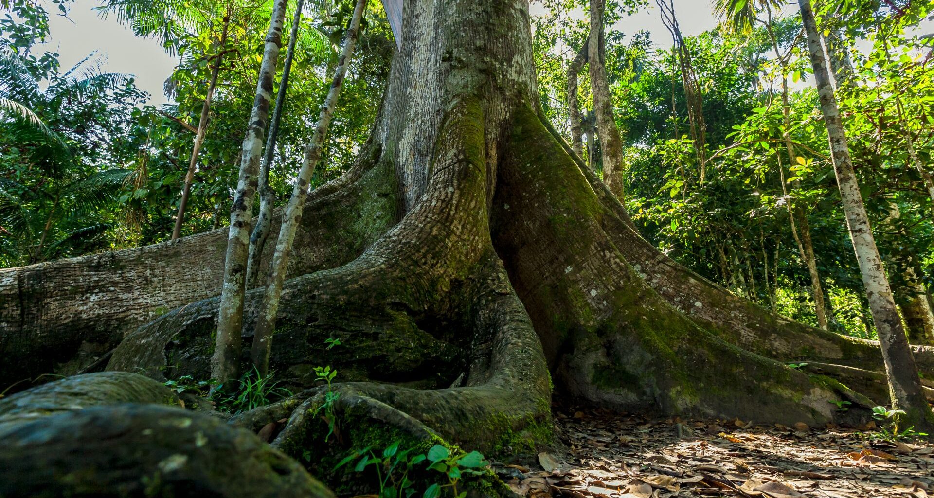 The base of a tall tree surrounded by smaller trees