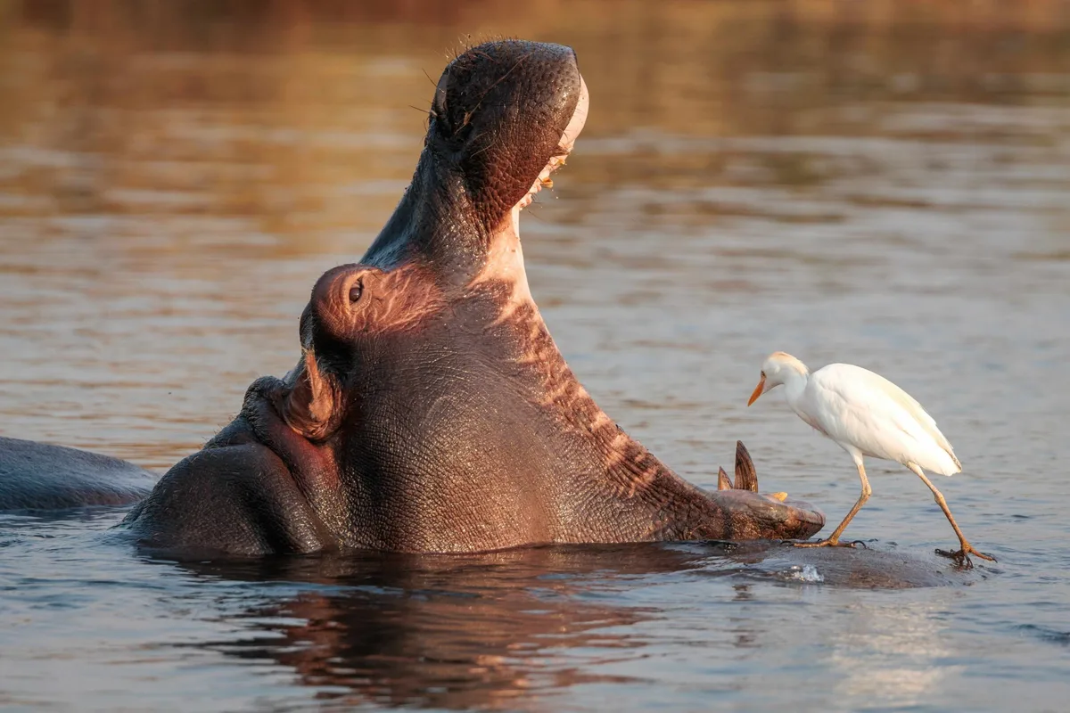 Egret helps a hippo check its teeth in the Zambezi River