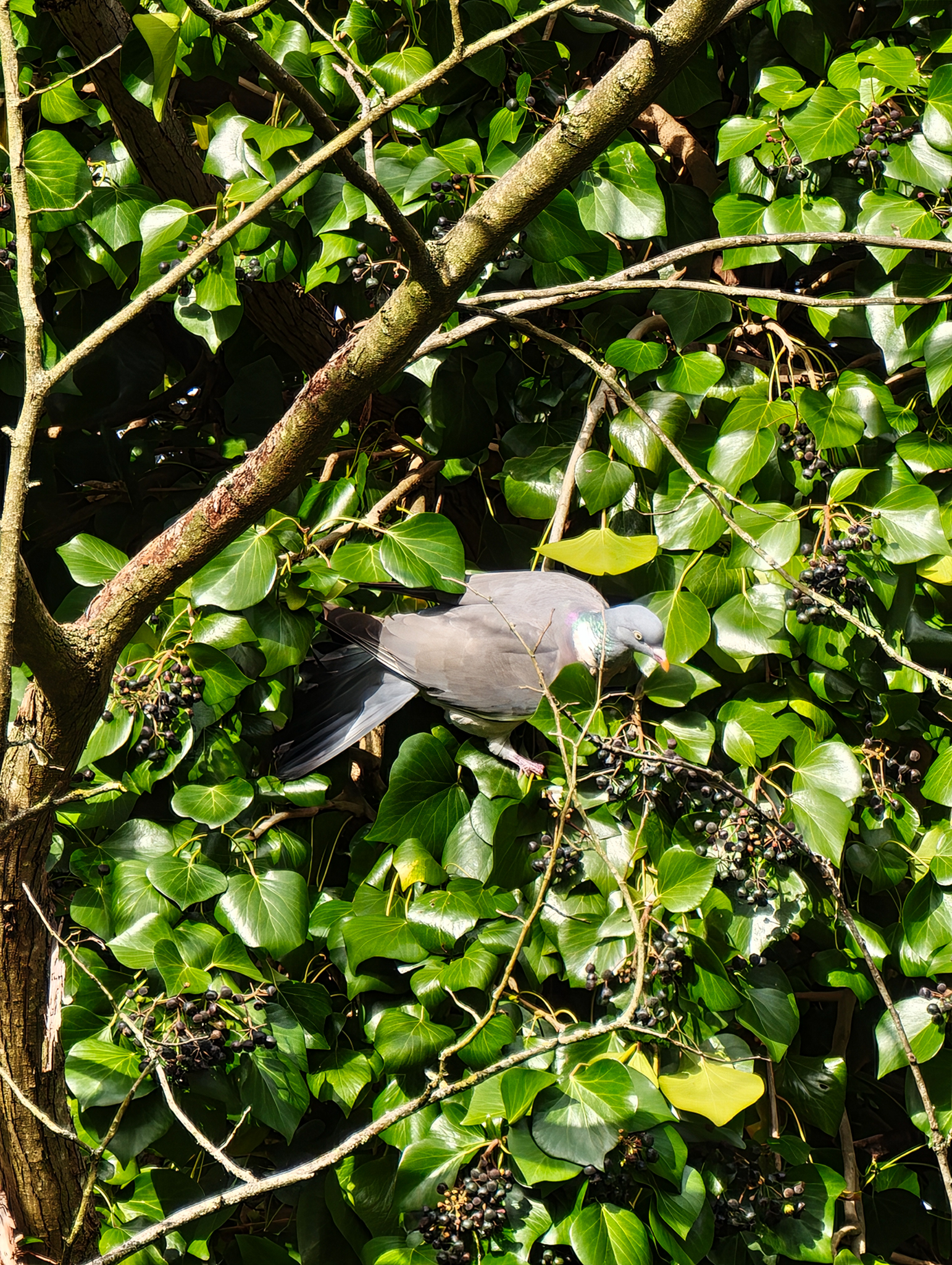 A photo taken on a Leica Leitzphone 200MP smartphone camera