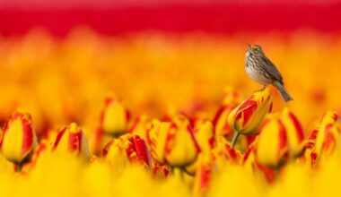A small bird perches on a red and yellow tulip amidst a vibrant field of blooming tulips, singing in the warm sunlight