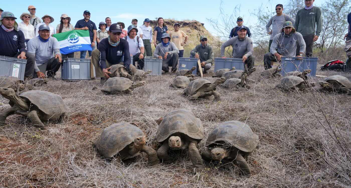 158 Giant Endangered Tortoises Released on Galápagos Island Where They’d Been Extinct for 180 Years