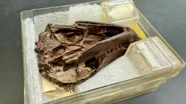 Fossil specimen of the Thrinaxodon skull and jaw used for the study.