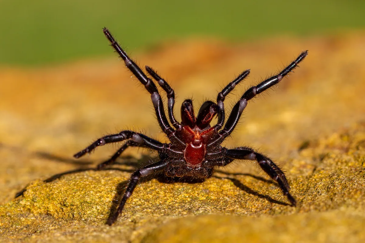 Sydney Funnel-web spider, one of Australia's most deadly wildlife